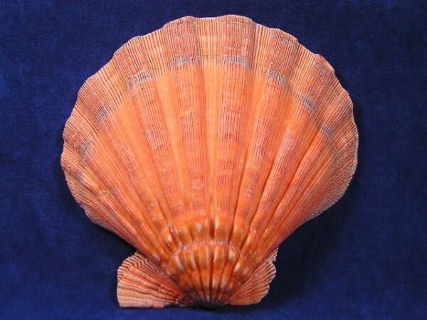 5" Scallop Shells