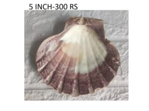 5" Scallop Shells