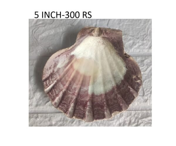 5" Scallop Shells