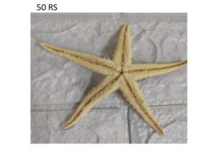 starfish