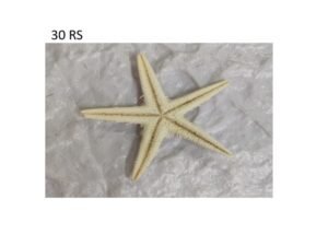 Star Fish Miniature (Small)